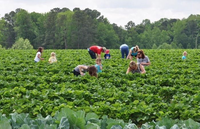 133: Visiting Johnston County, North Carolina (near Raleigh)