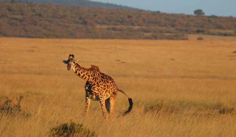Giraffe on savannah
